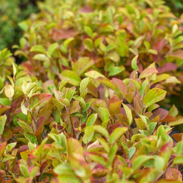 Legend of the Fall Fothergilla