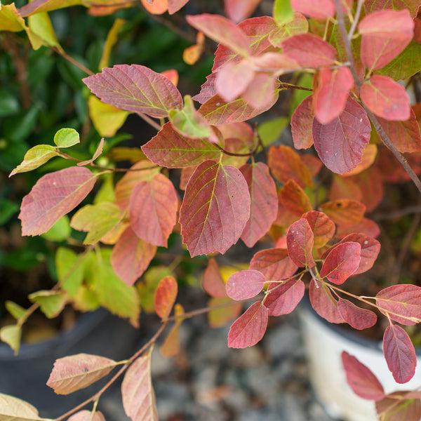 Legend of the Fall Fothergilla