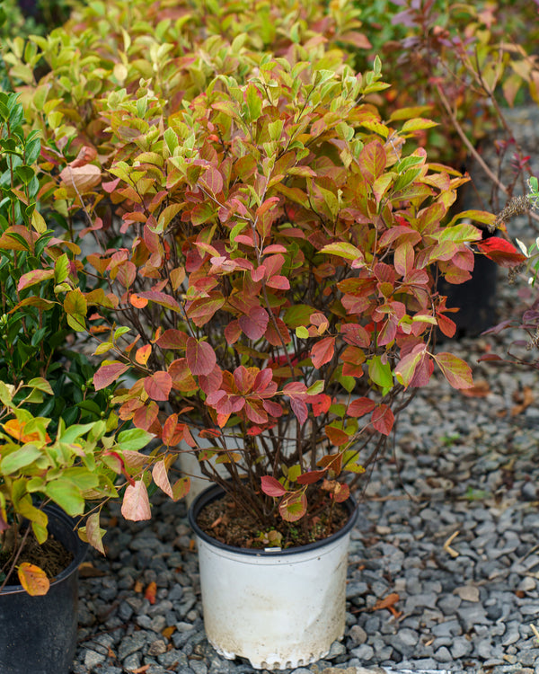 Legend of the Fall Fothergilla