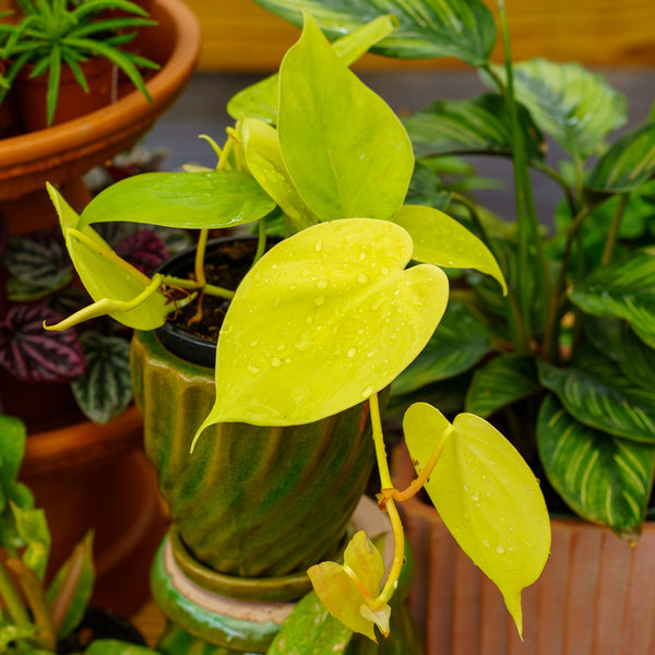 lemon lime philodendron for sale Lemon Lime Philodendron – Plant Detectives