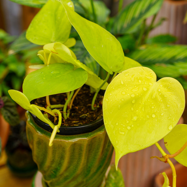 philodendron domesticum lemon lime Lemon Lime Philodendron – Plant Detectives