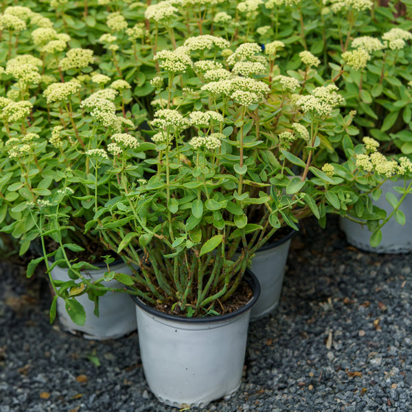 lemon jade sedum plant Rock 'N Grow Lemonjade Autumn Stonecrop – Plant Detectives