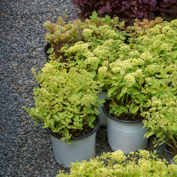 Lemonjade Stonecrop