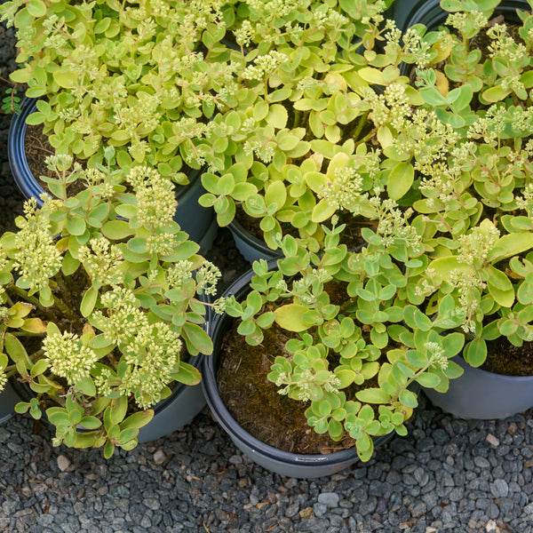 lemon jade sedum plant Rock 'N Grow Lemonjade Autumn Stonecrop – Plant Detectives