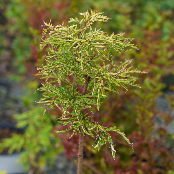 Lemony Lace Elderberry