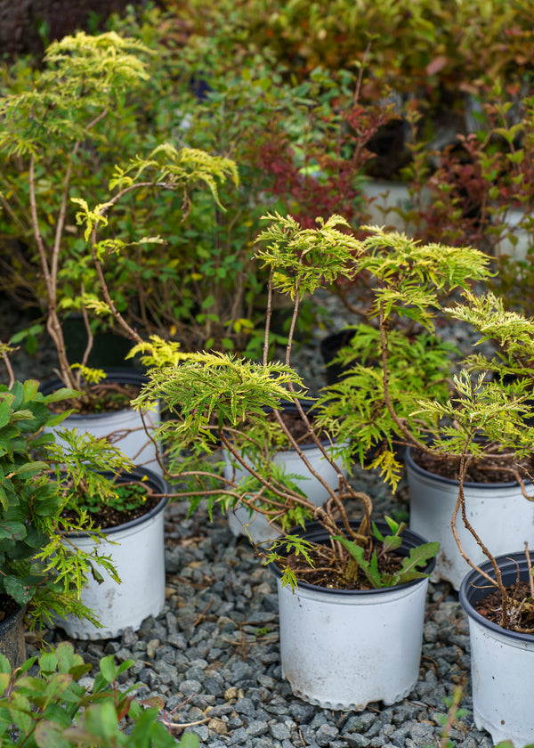 Lemony Lace Elderberry