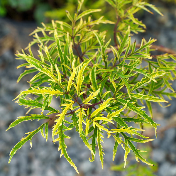 Lemony Lace Elderberry