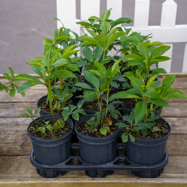 Lenten Rose