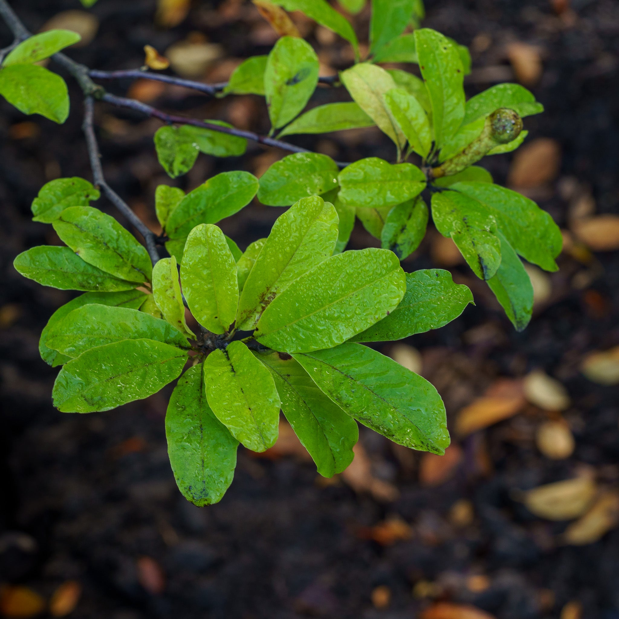 Leonard Messel Magnolia – Plant Detectives