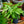 Load image into Gallery viewer, Leopard Plant - Calathea - Houseplants
