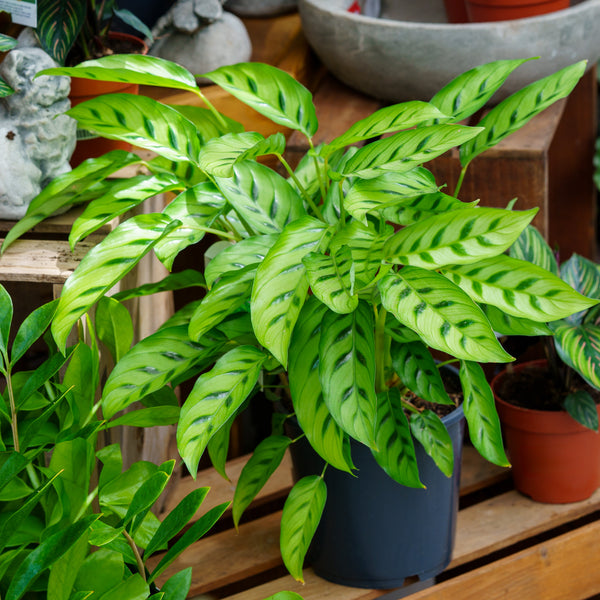 Leopard Plant - Calathea - Houseplants