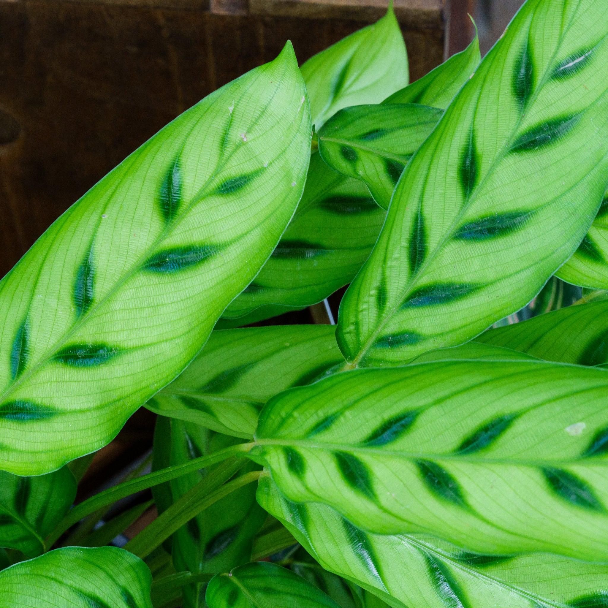 calathea leopardina ableger Shadow Plant – Plant Detectives