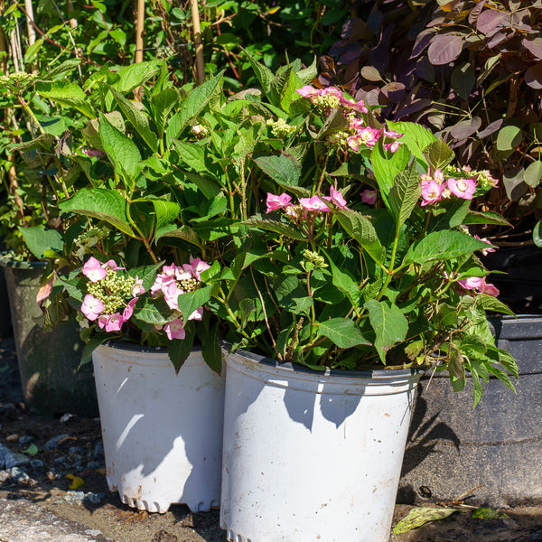 Let's Dance Can Do! Hydrangea