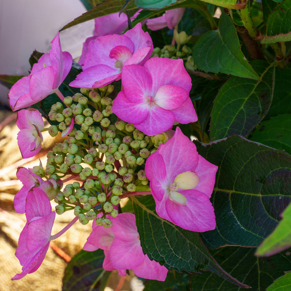 Let's Dance Can Do! Hydrangea