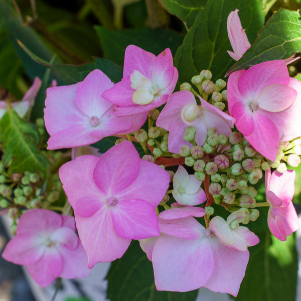 Let's Dance Can Do! Hydrangea