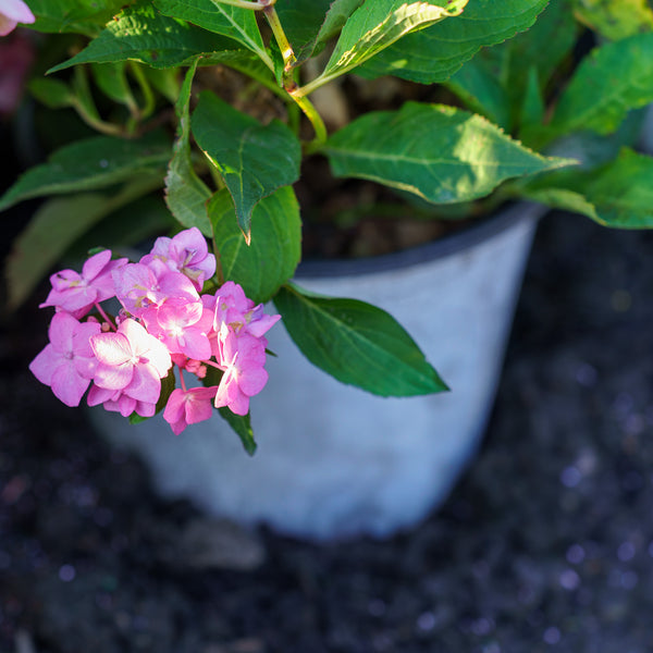 Let's Dance Can Do! Hydrangea