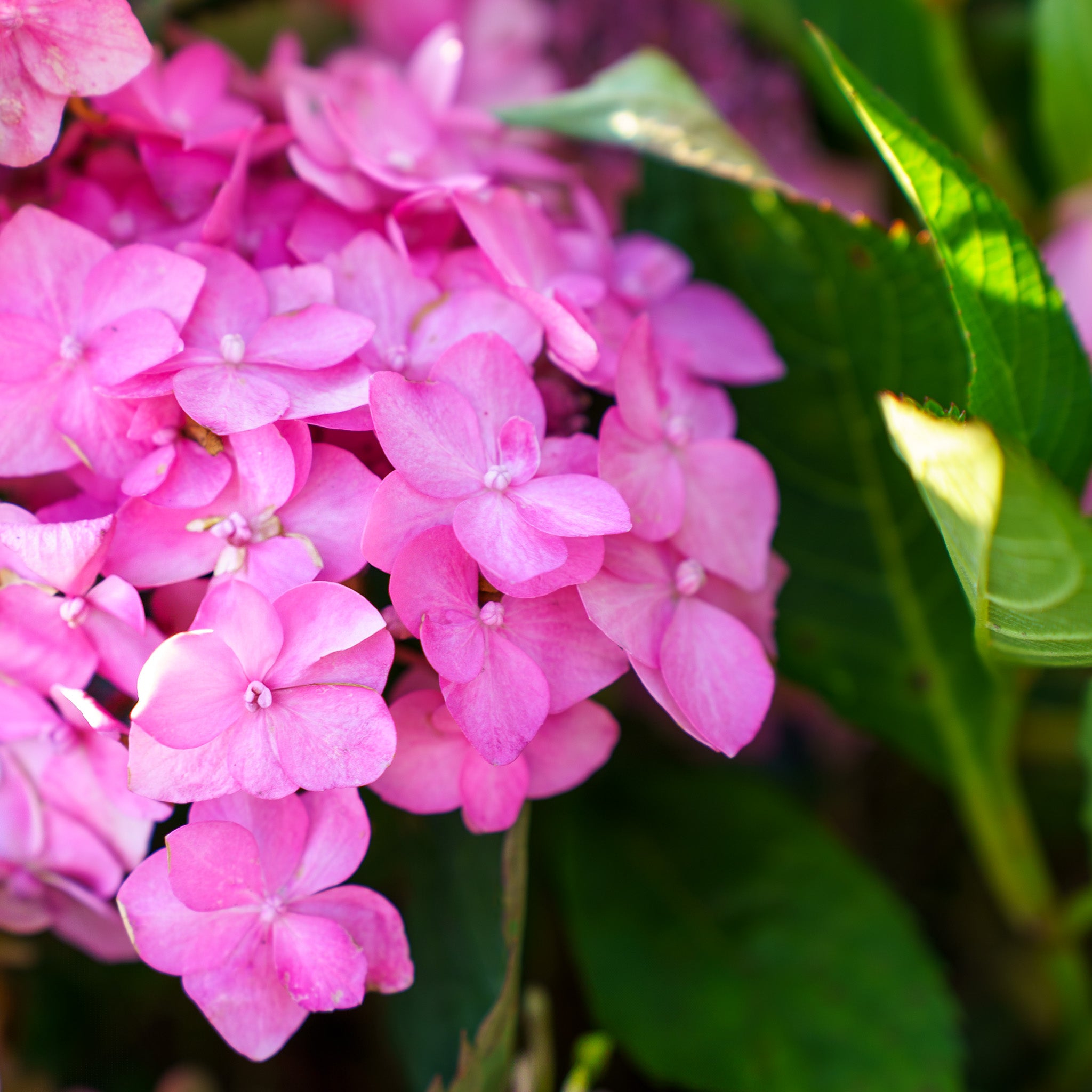 花てん Let's Dance Can Do Mountain Hydrangea – Plant Detectives
