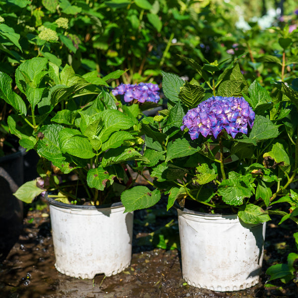 Let's Dance Rythmic Blue Hydrangea