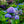Load image into Gallery viewer, Let&#39;s Dance Rythmic Blue Hydrangea - Hydrangea - Shrubs

