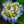 Load image into Gallery viewer, Let&#39;s Dance Rythmic Blue Hydrangea - Hydrangea - Shrubs
