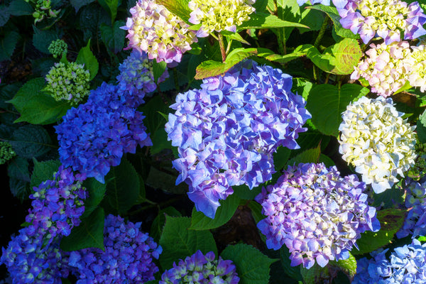 Let's Dance Rythmic Blue Hydrangea