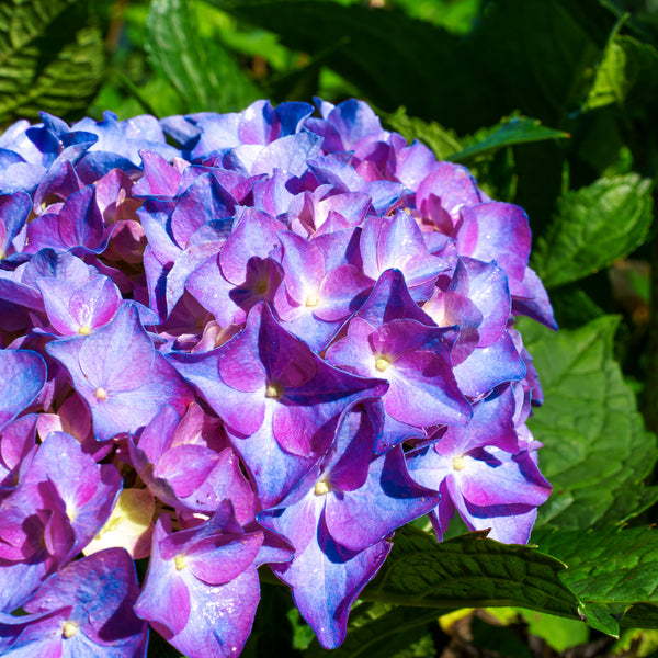 Let's Dance Rythmic Blue Hydrangea