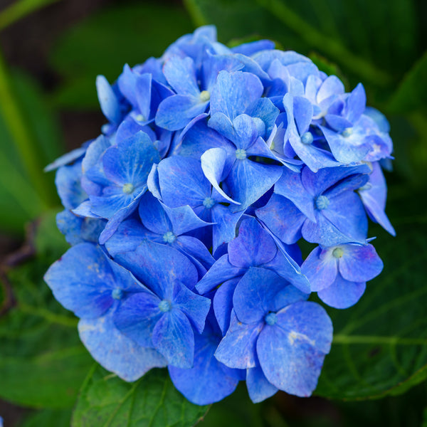 Let's Dance Rythmic Blue Hydrangea