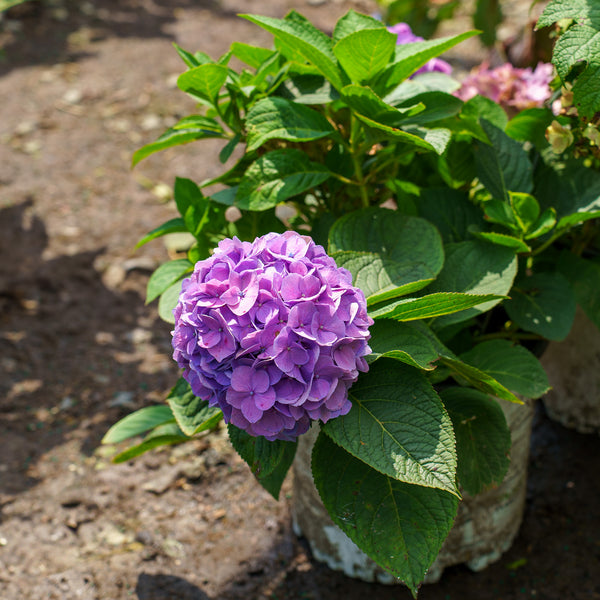 Let's Dance Sky View Hydrangea