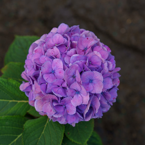 Let's Dance Sky View Hydrangea