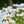 Load image into Gallery viewer, Becky Shasta Daisy - Early Spring Other Perennials - Perennials
