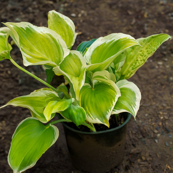 Liberty Hosta