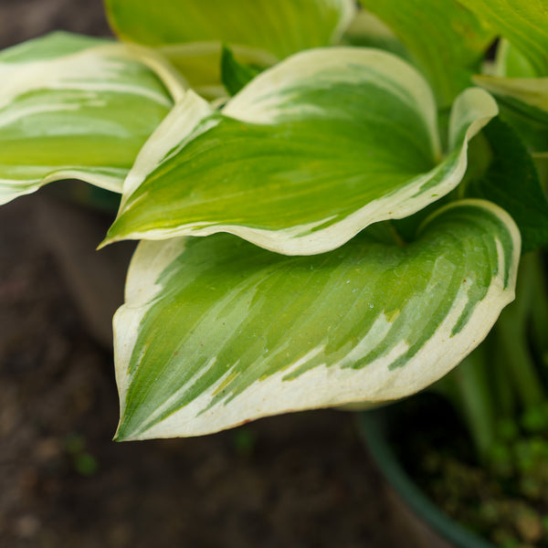 Liberty Hosta