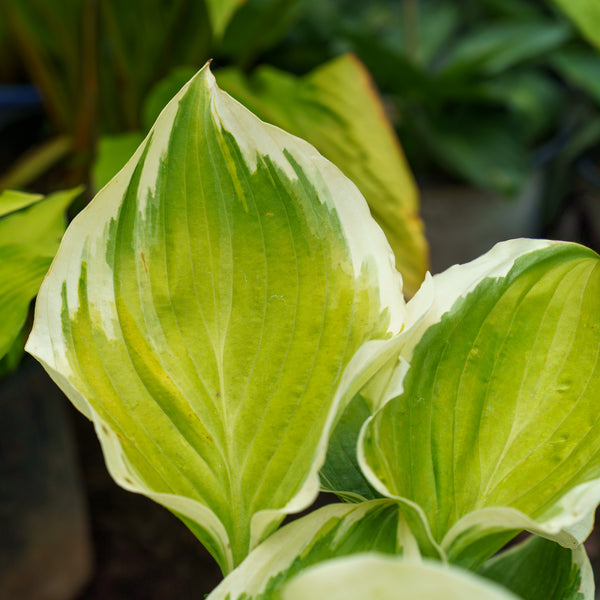 Liberty Hosta