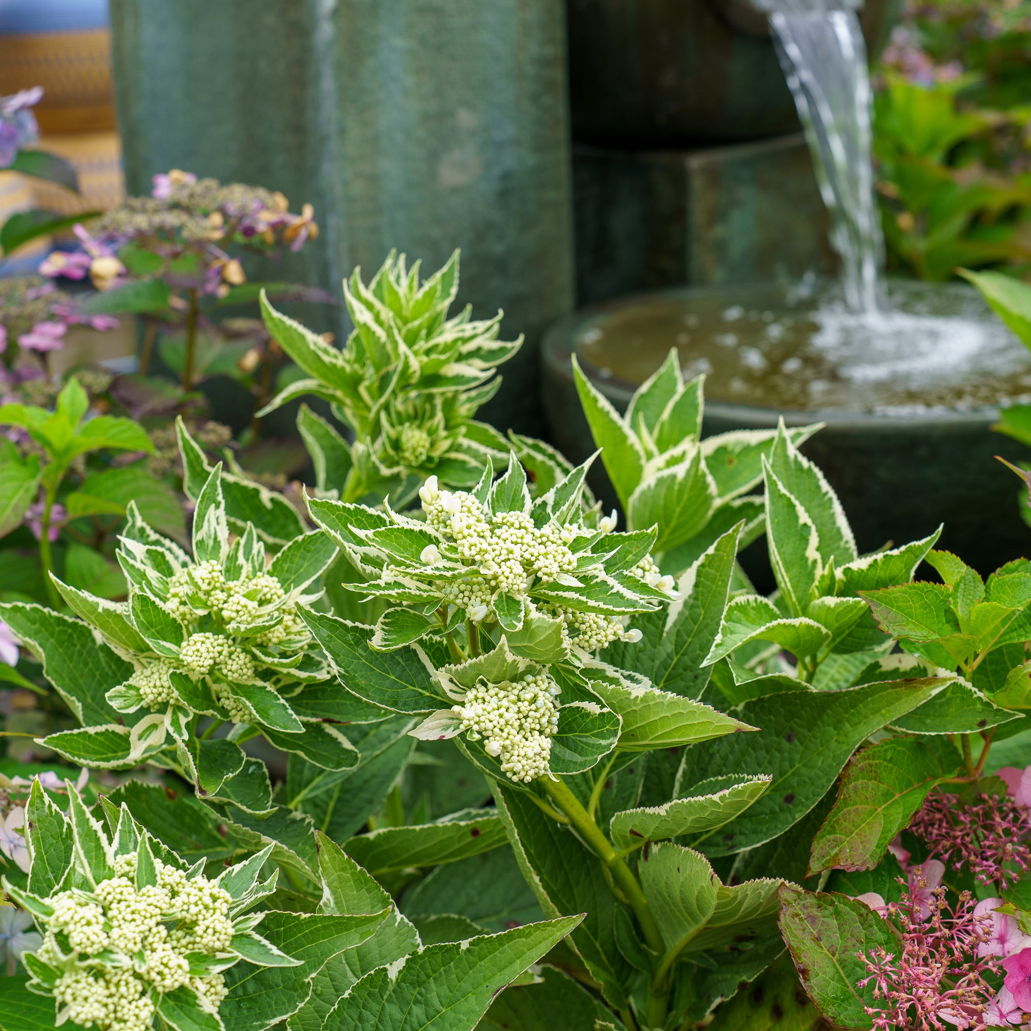 hydrangeaメモ　19点まとめ売り　　　172 Light-O-Day Bigleaf Hydrangea – Plant Detectives