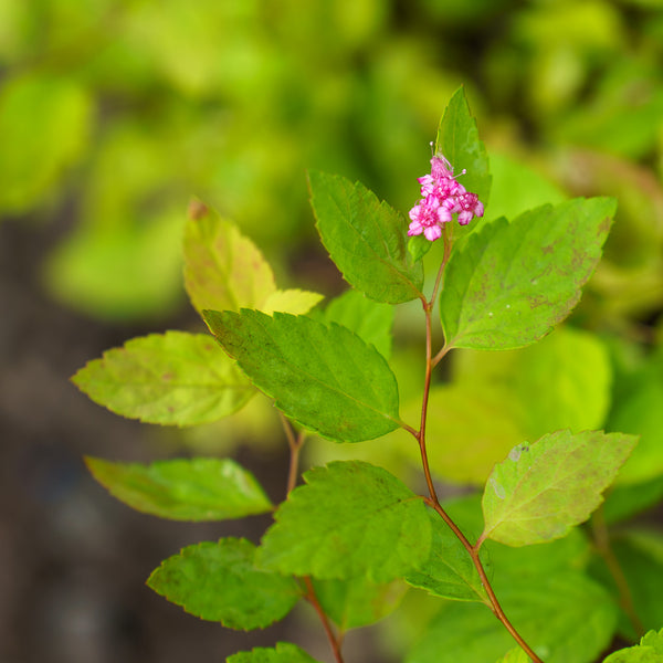 Lil Sizzle Spirea