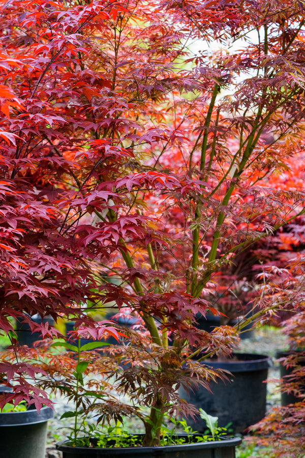 Lileeanne's Jewel Japanese Maple - Japanese Maple - Japanese Maples