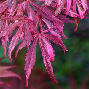 Lileeanne's Jewel Japanese Maple - Japanese Maple - Japanese Maples