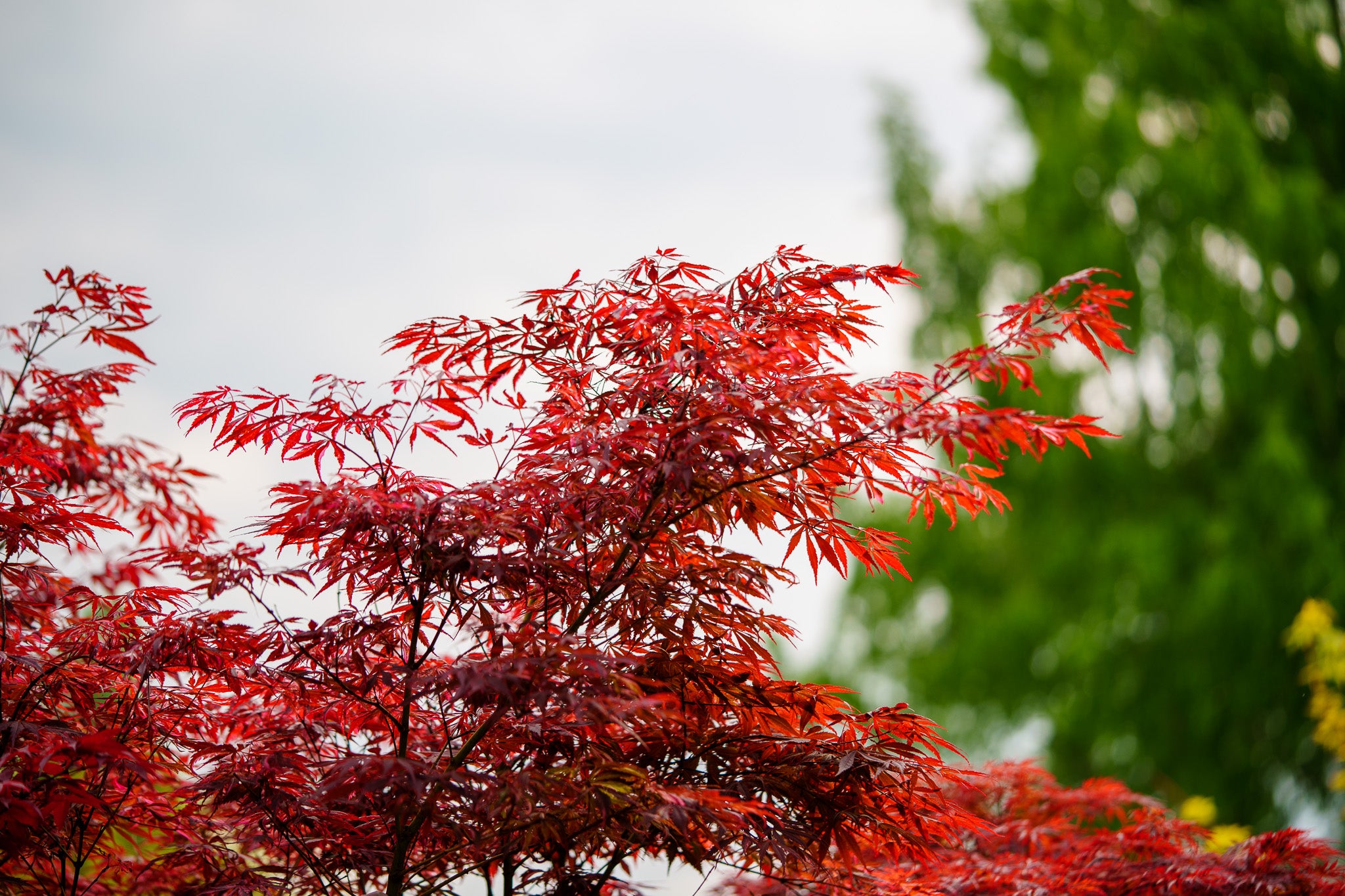 Japanese Maple (Acer) - Plant Detectives