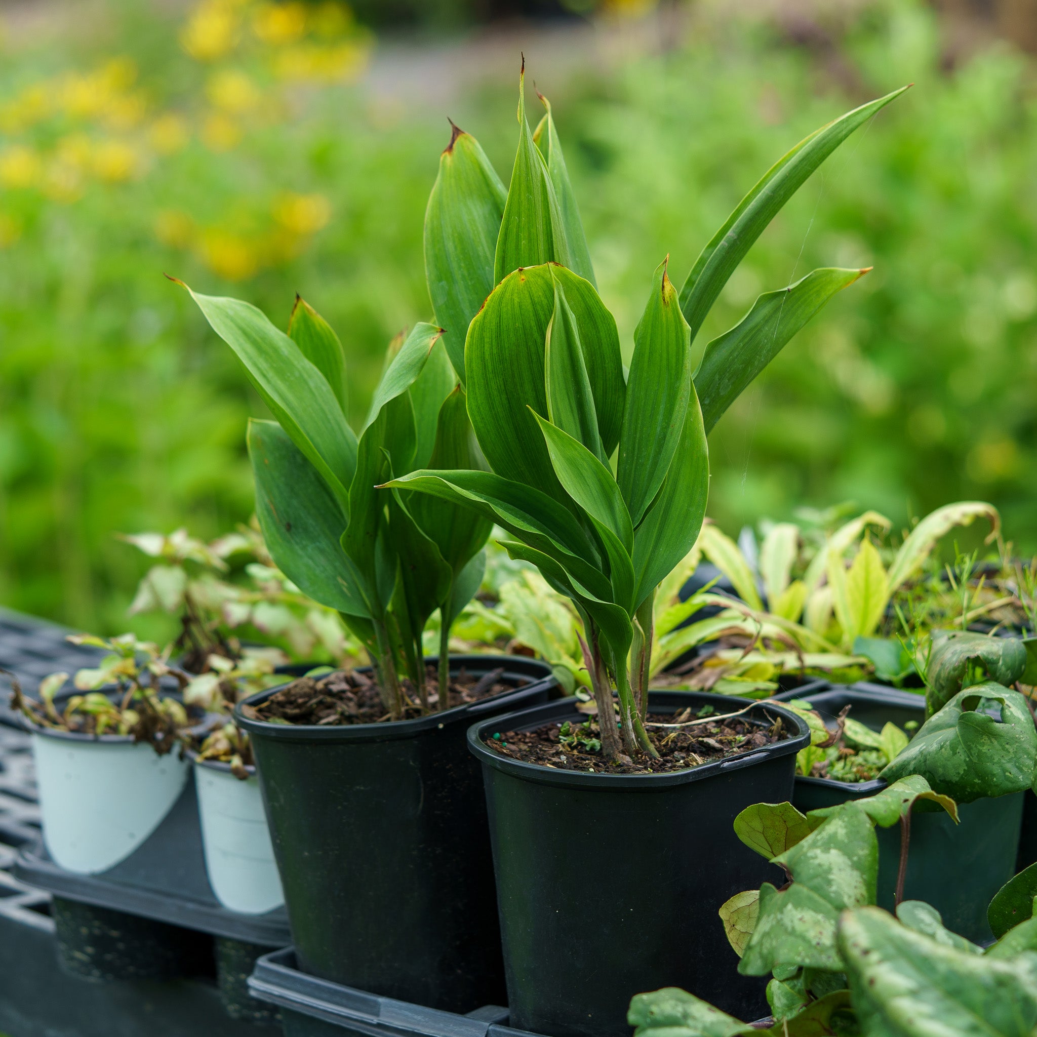 lily of the valley potted plant Lily of the Valley – Plant Detectives