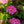 Load image into Gallery viewer, Lime Lovebird Bigleaf Hydrangea
