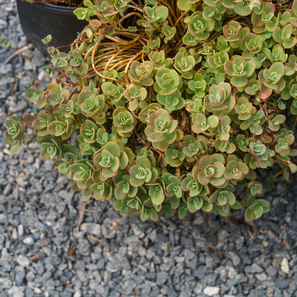 Lime Zinger Stonecrop