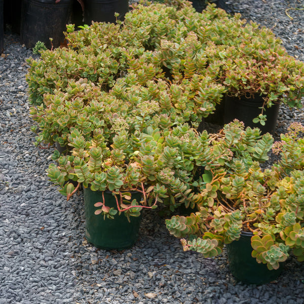 Lime Zinger Stonecrop