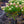 Load image into Gallery viewer, Limelight Hardy Hydrangea - Hydrangea - Shrubs
