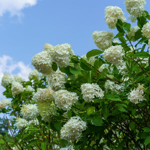 Limelight Panicle Hydrangea