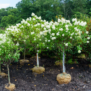 Limelight Panicle Hydrangea