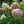 Load image into Gallery viewer, Limelight Hardy Hydrangea - Hydrangea - Shrubs
