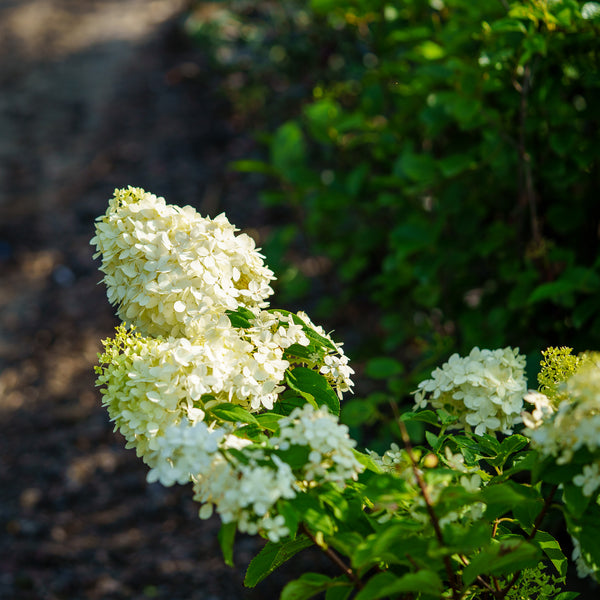 Limelight Hardy Hydrangea - Hydrangea - Shrubs