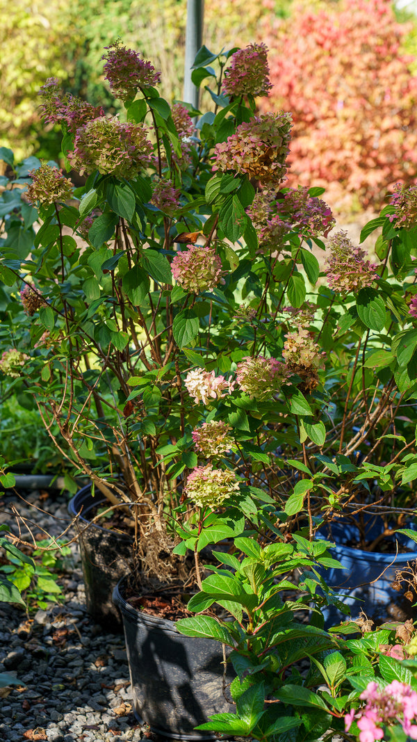 Limelight Prime Hydrangea