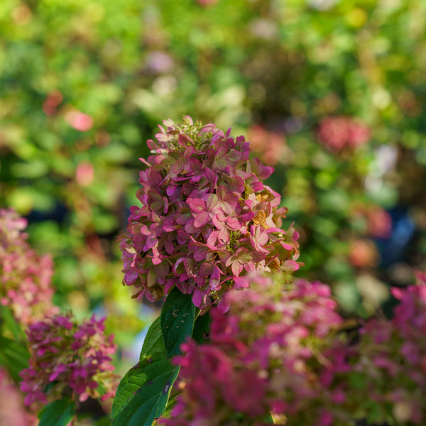 Limelight Prime Hydrangea