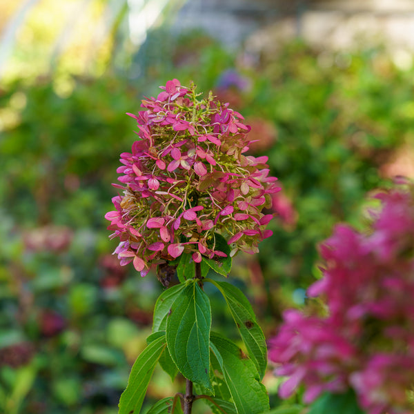 Limelight Prime Hydrangea